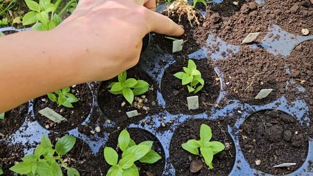 Рассаживаем черенки гортензий, укорененные зеленой почкой в марте. 15 мая 2024 г. смотреть онлайн