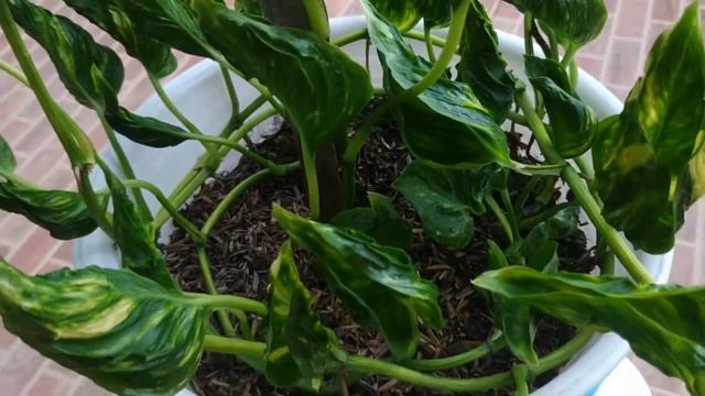 Tips perawatan dan perbanyakan epipremnim aureum sangrila variegata смотреть онлайн