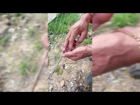 Нормировка и подвязка молодого куста винограда побегами смотреть онлайн