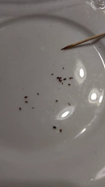 Клюква Таёжная красавица. Сею семена. смотреть онлайн