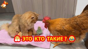 Цветные цыплята с Кошкой (ч.1) Курица в недоумении 🐤🐓😂