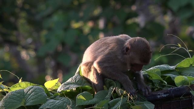 Monkey Eating In The Forest Sunlight.