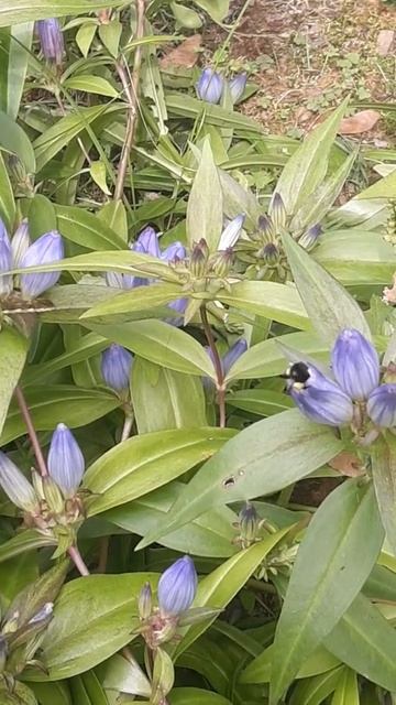 Bee gathering nectar in bottle gentian смотреть онлайн