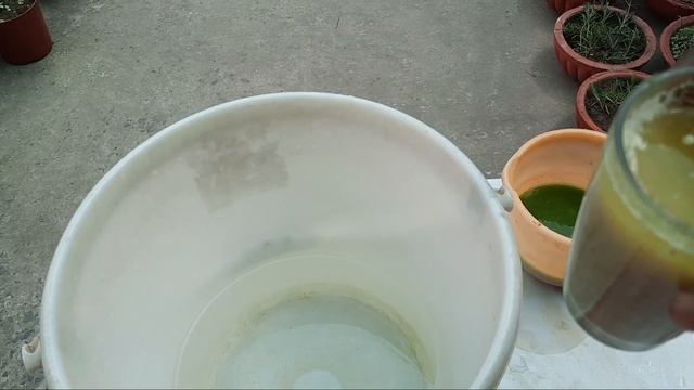 Best liquid fertilizer for Indoor plant // Best summer fertilizer for plant // Liquid Fertilizer смотреть онлайн