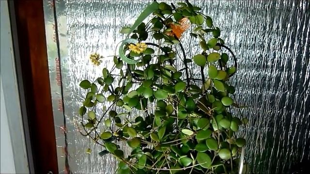 A Visit with Hoya aff picta смотреть онлайн