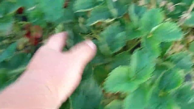 Купчиха. Сорт, який має бути у кожного! смотреть онлайн