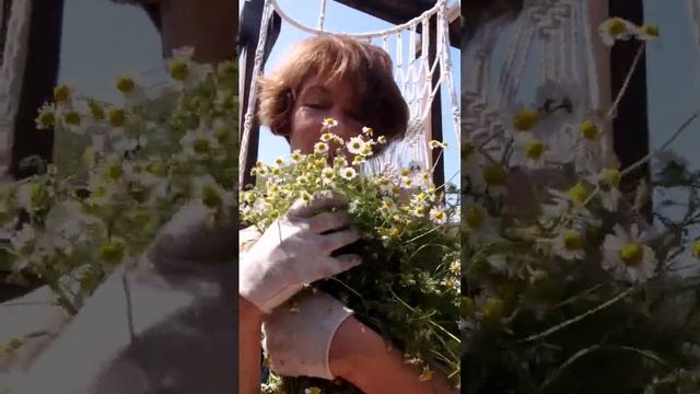 Анна о гидролате ромашки аптечной. Гидролат ромашки для сухой и чувствительной кожи и для детей смотреть онлайн