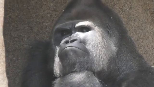 Gorilla 💖 Frank is naturally model pose gorilla 💎 Frank’s many poses❣️💠 San Diego Safari Park смотреть онлайн