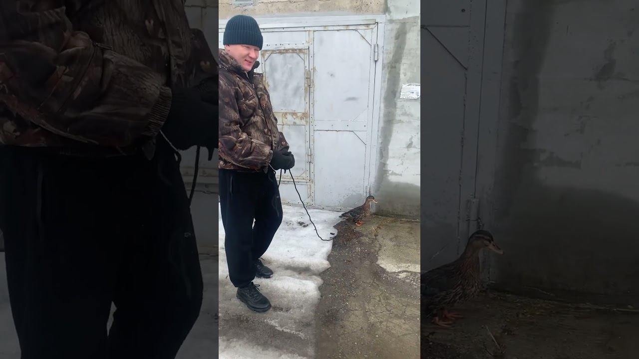 Прогулка с уткой