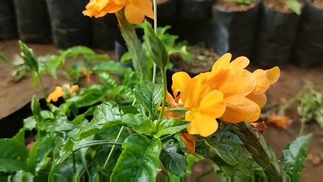 കനകാംബര ചെടിയും പൂക്കളും Cossandra plant care in Malayalam смотреть онлайн