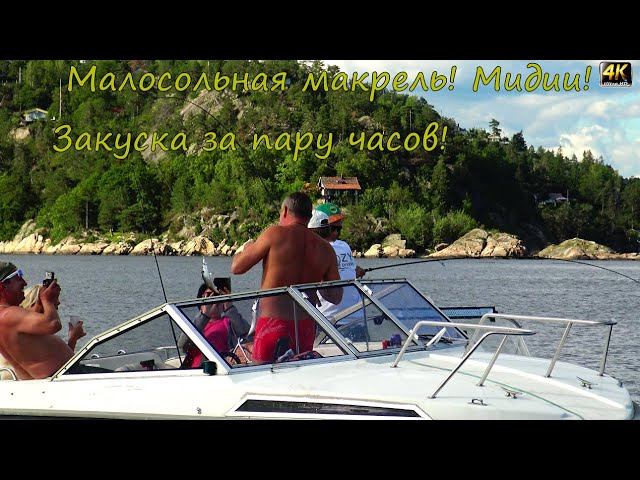 Как поймать макрель в Норвегии? Малосольная макрель! Mидии! Закуска за пару часов! 4K.