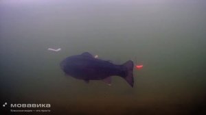 Подводный мир нашего водоема.