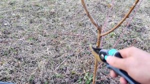 Обрезка Персика, первый год посадки, Веретино