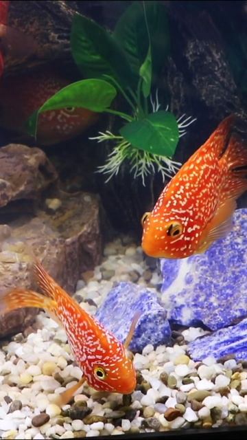 When Your Severum Looks Like a Parrot Fish #shorts смотреть онлайн