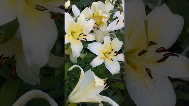 Цветная радость смотреть онлайн