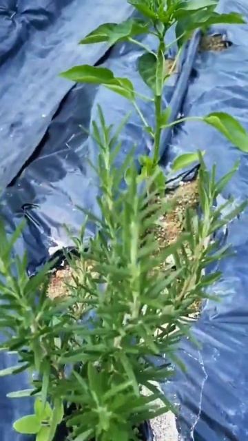 땅두더지네도 고추 곁순 나오기 시작~많이 자랐어요.🤣 #shorts #고추농사 #고추 #고추키우기 #주말농장 #농사 #텃밭채소#곁순 #쇼츠추천 #고추따러가요 #유이성 #전원생활 смотреть онлайн