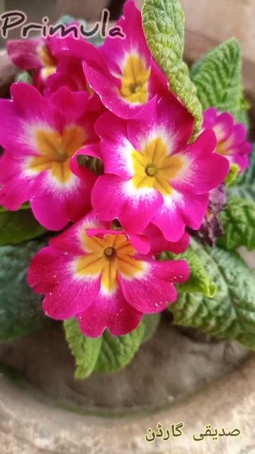 Primula Beauty...#primrose #shorts #viral смотреть онлайн