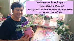 Отвечаем на ваши вопросы! Руки Вверх у Фиалки! Почему фиалка вытягивает листья вверх! Как Исправить!