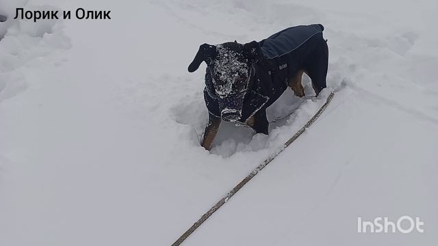 Гуляем с доберманчиком Лориком. Кто еще любит сугробы так же, как дети и собаки?! смотреть онлайн