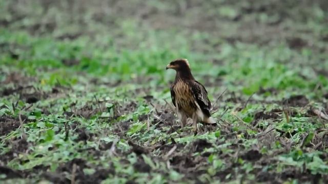 Aquila clanga x Aquila pomarina 07.09.2012 Setniki, woj. lubelskie смотреть онлайн