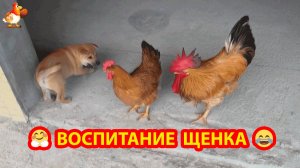 Старый Петух воспитывает Щенка 🐓❣️😂