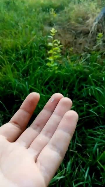 #птенец учится летать☺️ p.s. малыш в безопасности)) смотреть онлайн