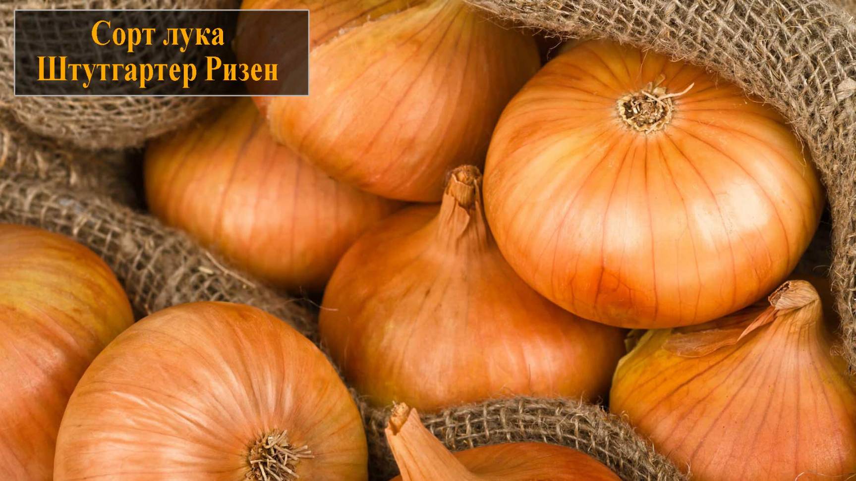 Лук сорта Штутгартер Ризен смотреть онлайн