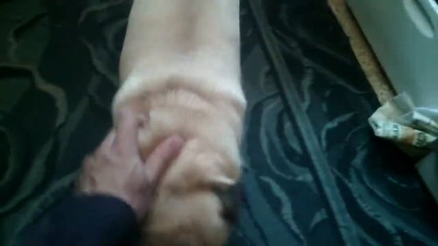 Моя Лелечка мопс смотреть онлайн
