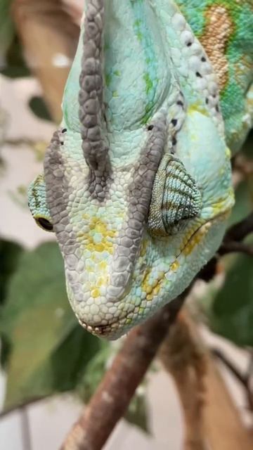 Yemen #chameleon смотреть онлайн
