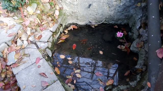 Крым*Ялта*Экзотика за забором*В гости к хорошим людям смотреть онлайн