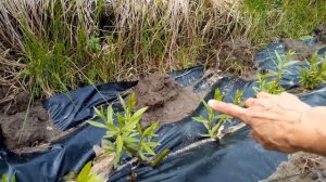 Как вырастить ивовую лозу из черенков