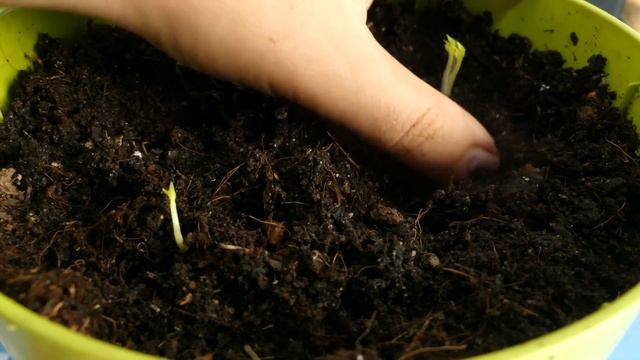 Como Germinar y Plantar MORINGA OLEIFERA | Paso a Paso | La Huerta de Ivan смотреть онлайн