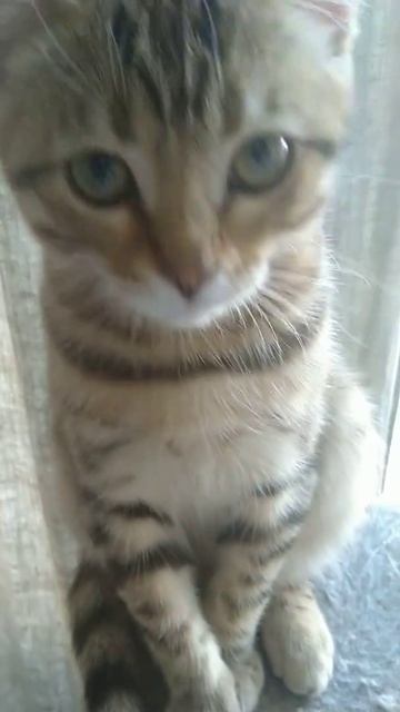 КОТ ОПАЛИЛ УСЫ И СИДИТ МУРЧИТ КАК ТРАКТОР 😸 смотреть онлайн