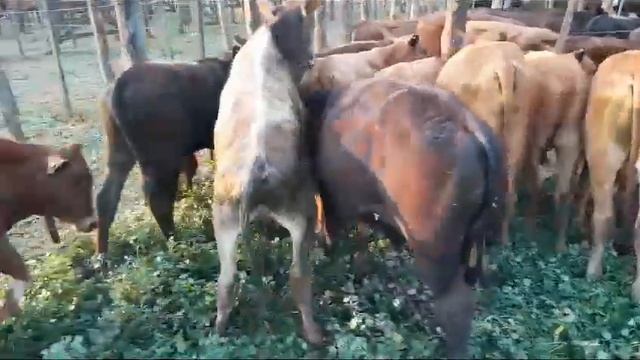 Corral 45 gerber 13 terneros de 180 kg смотреть онлайн