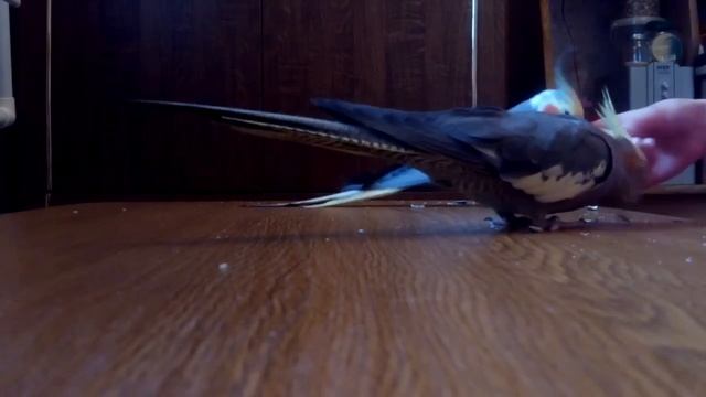 Попугаи кореллы выполняют команды смотреть онлайн