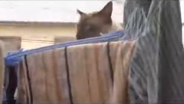 Хахаха Кот бетмен! смотреть онлайн