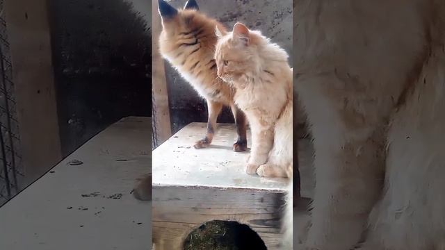 733. Дикая лиса Маркиза и кот Амур. 🦊💘😾 смотреть онлайн