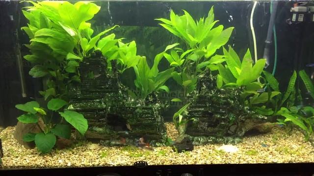 Acuario plantado 4 semana смотреть онлайн
