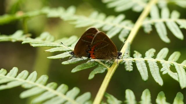 Black Hairstreak Pairing смотреть онлайн