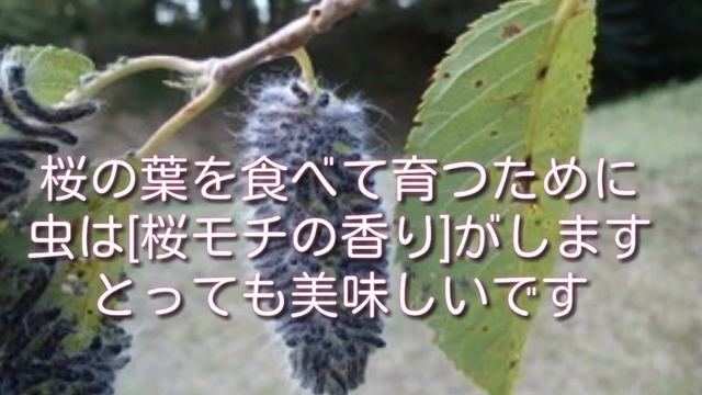 [閲覧注意]おいしい昆虫ランキング10選!! смотреть онлайн