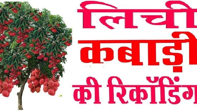 लीची कबाड़ी रिकॉर्डिंग । लीची की रिकॉर्डिंग । Lichi bechne ki recording смотреть онлайн