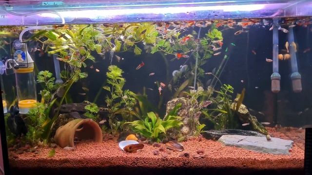 Mehmet Emir Bey'den armatürümüz geldi (Full spektrum SMD LED) Bitkili Akvaryum Aydınlatması смотреть онлайн