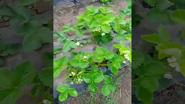 27.04.23#клубника Сiрiя🌱🍓 смотреть онлайн