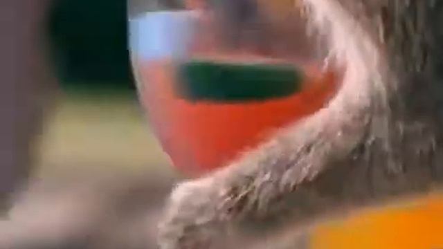 Пьяные обезьянки смотреть онлайн