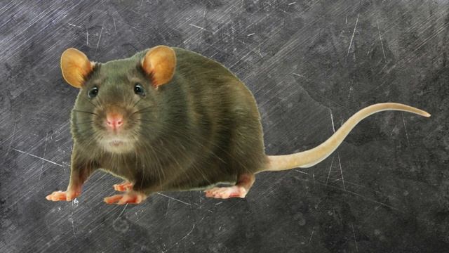 Tushda Kalamush Ko'rish Tabiri