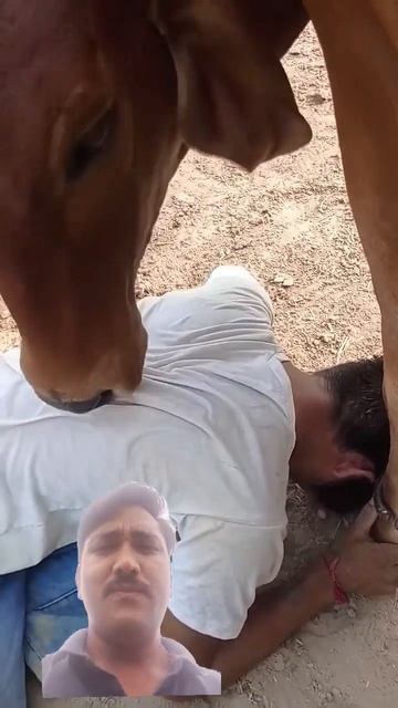 a mere ladle mere anchal tale#shorts #horse #cow #love #animals #animallover #youtube #new #trendin смотреть онлайн