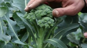 КАК ПРАВИЛЬНО СОБРАТЬ СОБСТВЕННЫЕ СЕМЕНА ЦВЕТНОЙ КАПУСТЫ И БРОККОЛИ