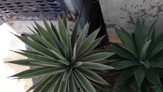 Agave plant ki care kese karain смотреть онлайн