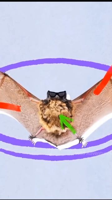 Amazing Facts About Vampire Bats By Total Gyan #shorts смотреть онлайн