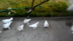 Голуби (Джанкой) Андижанские голуби Сервера Якубова.Узбекские бойные голуби.mp4